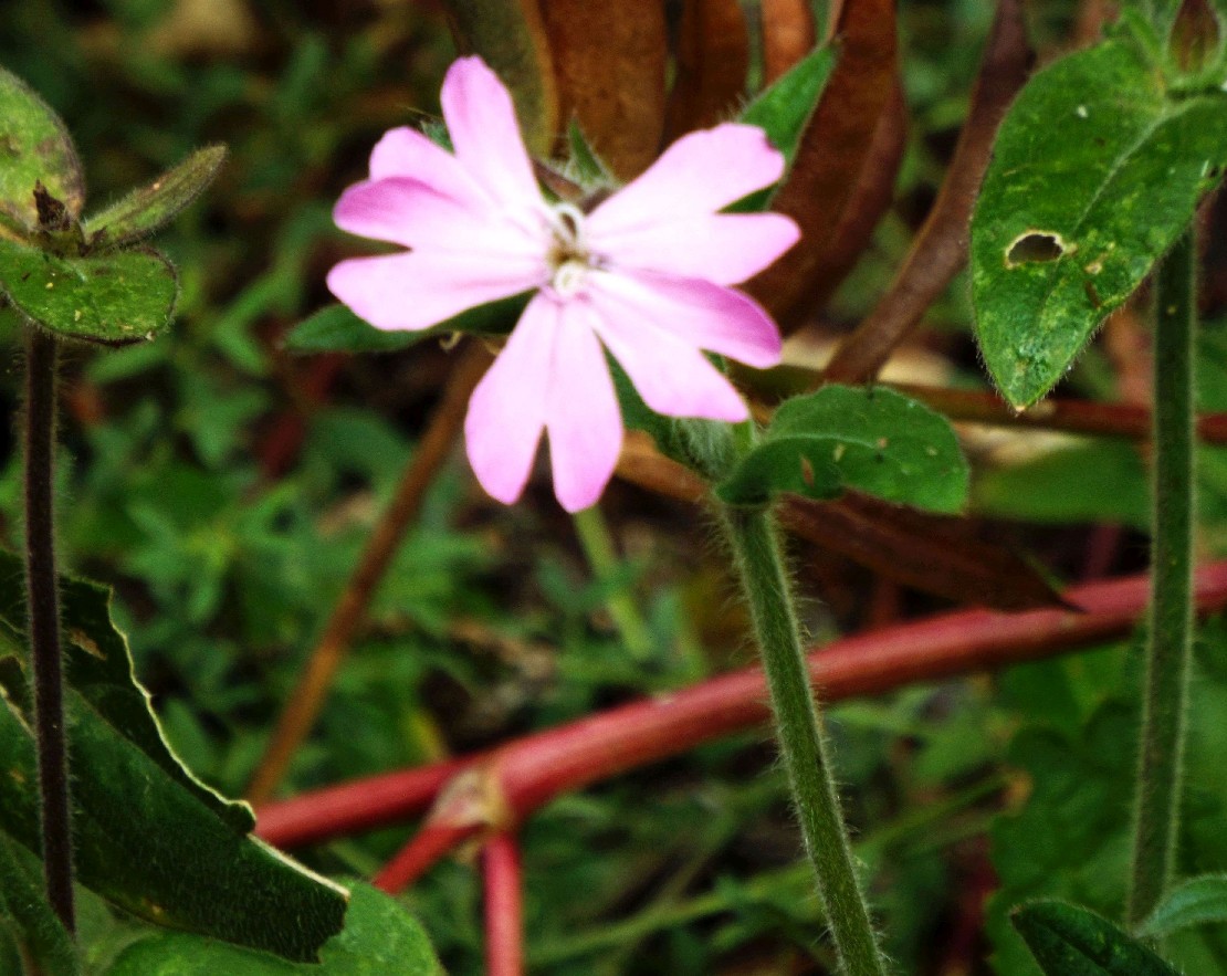 Silene dioica